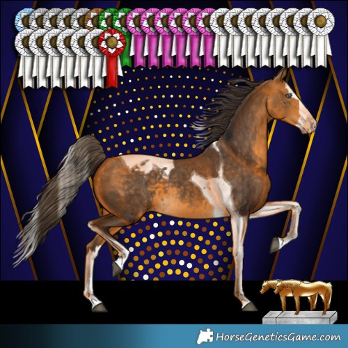 Horse Color:Buckskin Splash Tobiano Appaloosa 