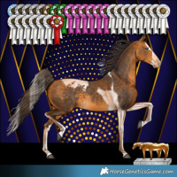 Horse Color:Buckskin Splash Tobiano Appaloosa 
