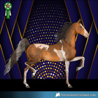 Horse Color:Buckskin Splash Tobiano Appaloosa 