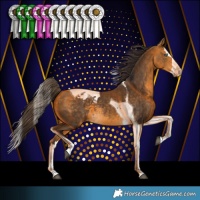 Horse Color:Buckskin Splash Tobiano Appaloosa