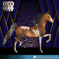 Horse Color:Buckskin Splash Tobiano Appaloosa 