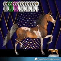 Horse Color:Buckskin Splash Tobiano Appaloosa 