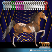 Horse Color:Buckskin Splash Tobiano Appaloosa 