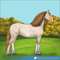 Horse Color:Red Dun Roan Splash Frame Rabicano 