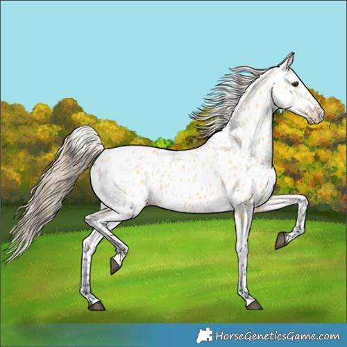 Horse Color:Buckskin Near Leopard 
