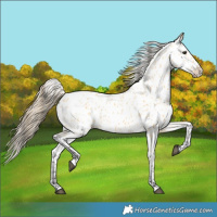 Horse Color:Buckskin Appaloosa 