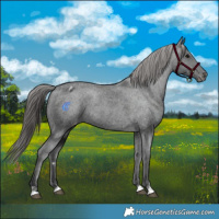 Horse Color:Black Varnish Rabicano 