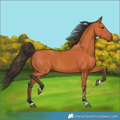 Horse Color:Bay 