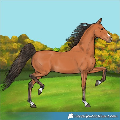 Horse Color:Bay 