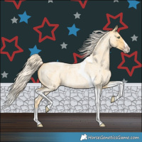 Horse Color:Gold Cream Champagne Roan Splash Tobiano 