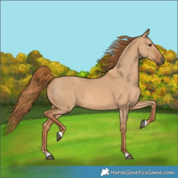 Horse Color:Red Dun