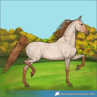 Horse Color:Red Dun Roan 