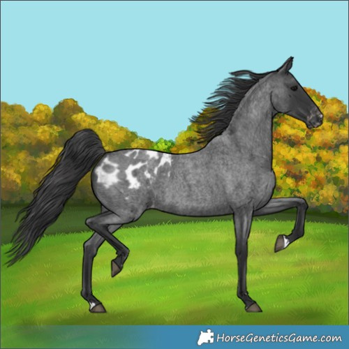 Horse Color:Blue Roan Appaloosa