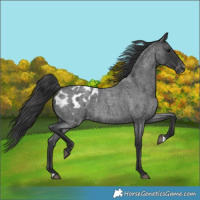 Horse Color:Blue Roan Blanket