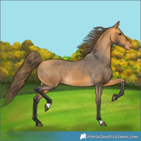 Horse Color:Buckskin Varnish 
