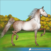 Horse Color:Gray Chestnut