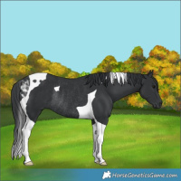 Horse Color:Black Tobiano Rabicano