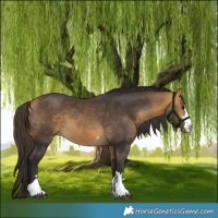 Horse Color:Buckskin 