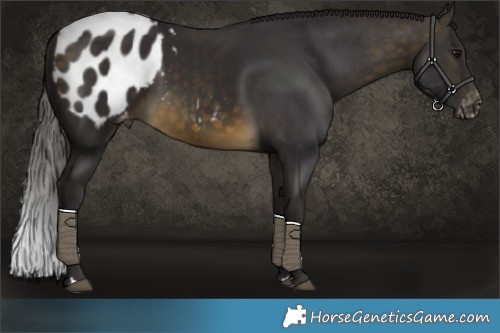 Horse Color:Buckskin Appaloosa Rabicano 