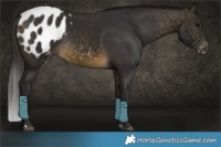 Horse Color:Buckskin Appaloosa Rabicano