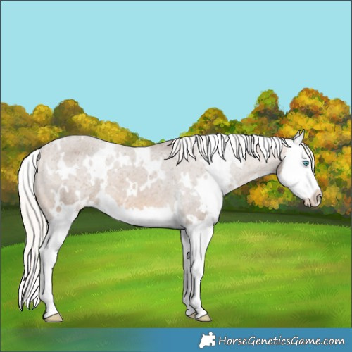 Horse Color:White Spotted Silver Buckskin Splash Appaloosa 