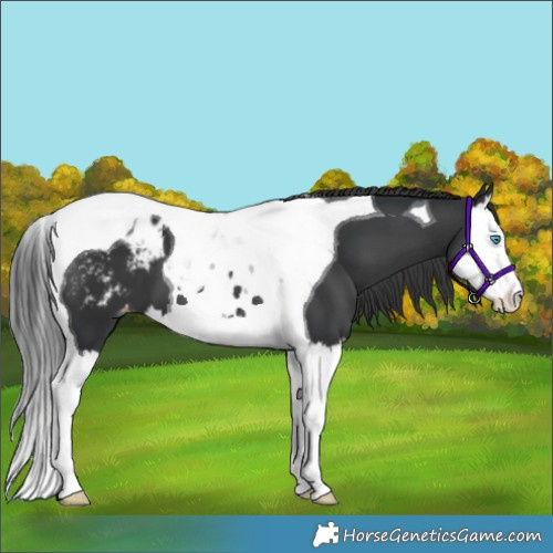 Horse Color:Black Splash Tobiano Appaloosa 