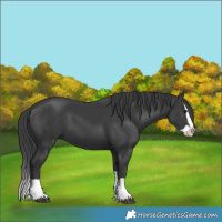 Horse Color:Black Splash
