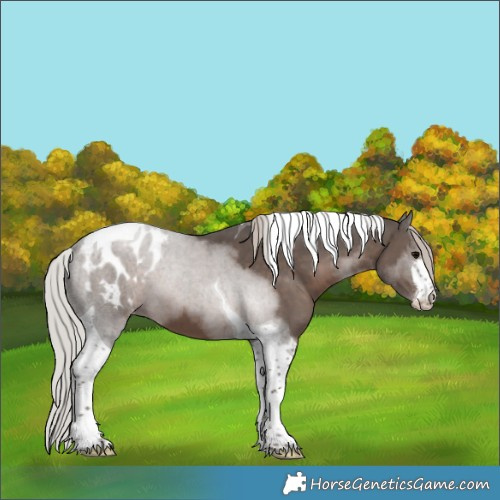 Horse Color:White Spotted Silver Black Tobiano Appaloosa 