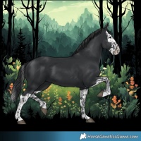 Horse Color:Black  and Black Splash