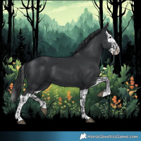 Horse Color:Black and Black Splash