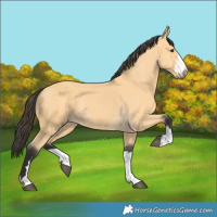 Horse Color:Buckskin 