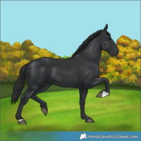 Horse Color:Black 