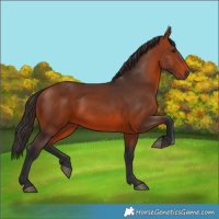 Horse Color:Bay 