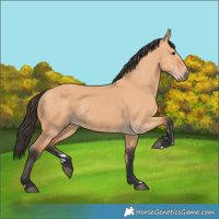 Horse Color:Bay Dun 