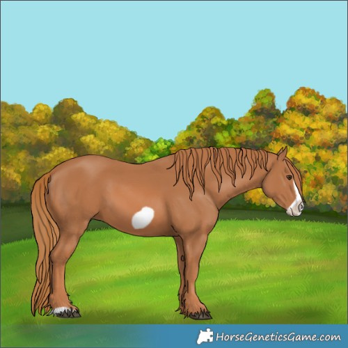Horse Color:Chestnut Frame 