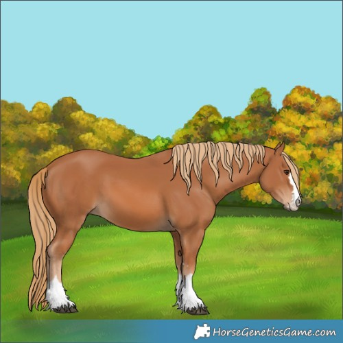 Horse Color:Chestnut 