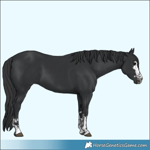 Horse Color:Black and Black