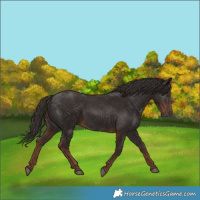 Horse Color:Liver Chestnut 
