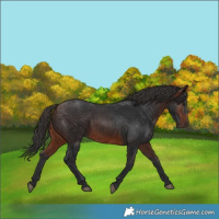 Horse Color:Brown 