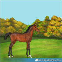 Horse Color:Bay Rabicano 