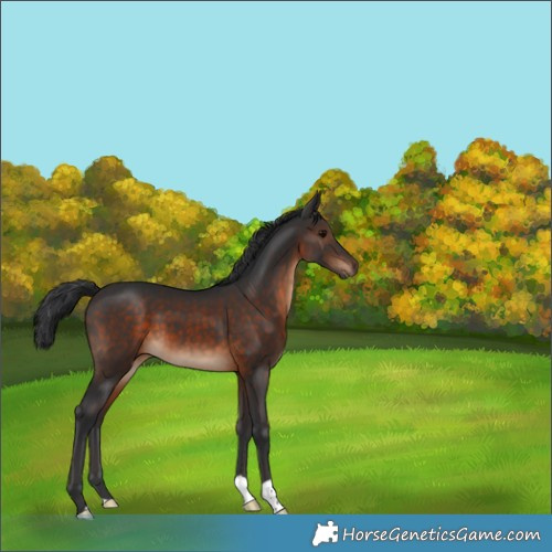 Horse Color:Brown 