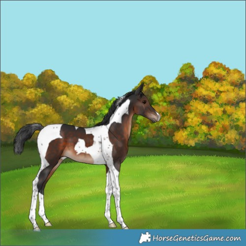 Horse Color:Brown Tobiano 