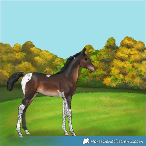 Horse Color:Brown Tobiano 