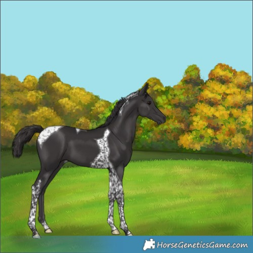 Horse Color:Smoky Black Tobiano 