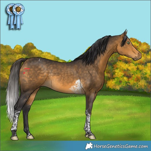 Horse Color:Buckskin Tobiano Rabicano 