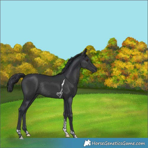 Horse Color:Black Tobiano Rabicano 