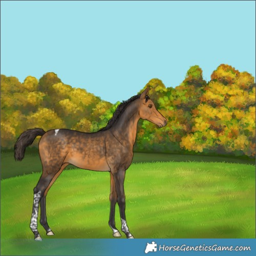 Horse Color:Buckskin Tobiano 