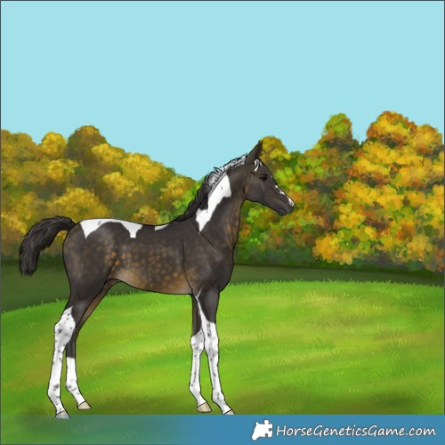 Horse Color:Buckskin Tobiano 