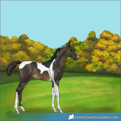 Horse Color:Buckskin Tobiano Rabicano