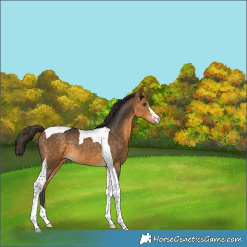 Horse Color:Buckskin Tobiano Rabicano 